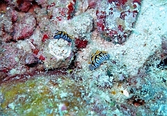 IMG_1162rf_Maldives_Madoogali_Plongee 12_Kuda Kandu_Nudibranches_Phyllidia sp